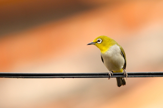 The bird!