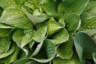 Plants